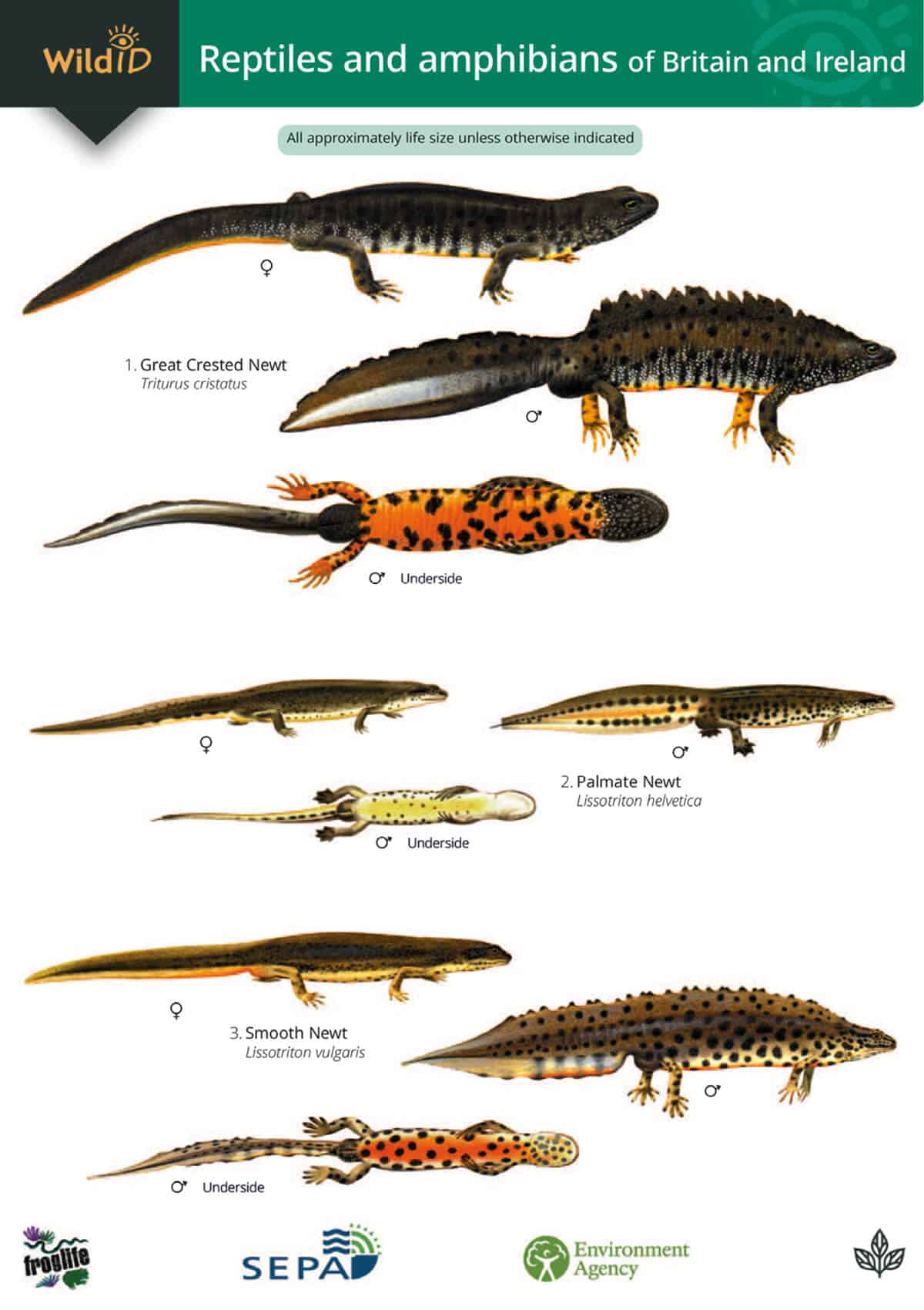 Reptiles and Amphibians of Britain and Ireland - Wild ID Guide