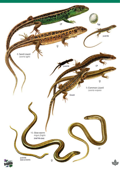 Reptiles and Amphibians of Britain and Ireland - Wild ID Guide