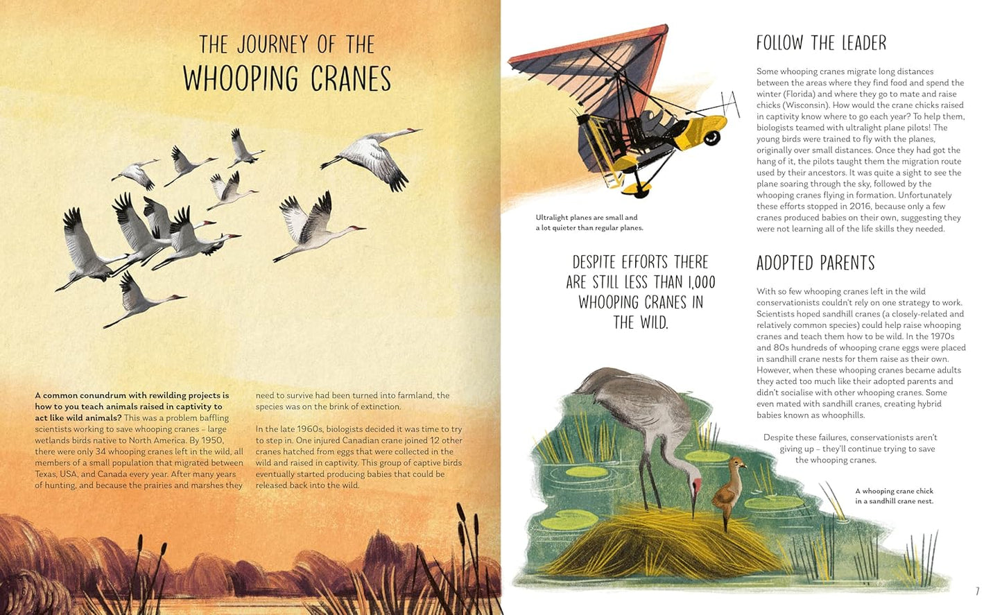 Rewilding - By David A. Steen, Illustrated by Chiara Fedele