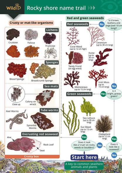 Rocky Shore Name Trail - Wild ID Guide