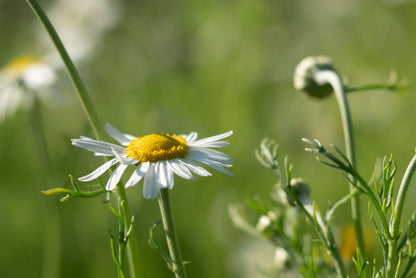 Roman Chamomile - Seed Packet
