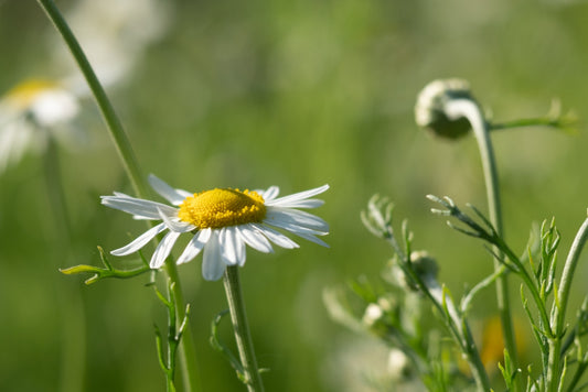 Roman Chamomile - Seed Packet