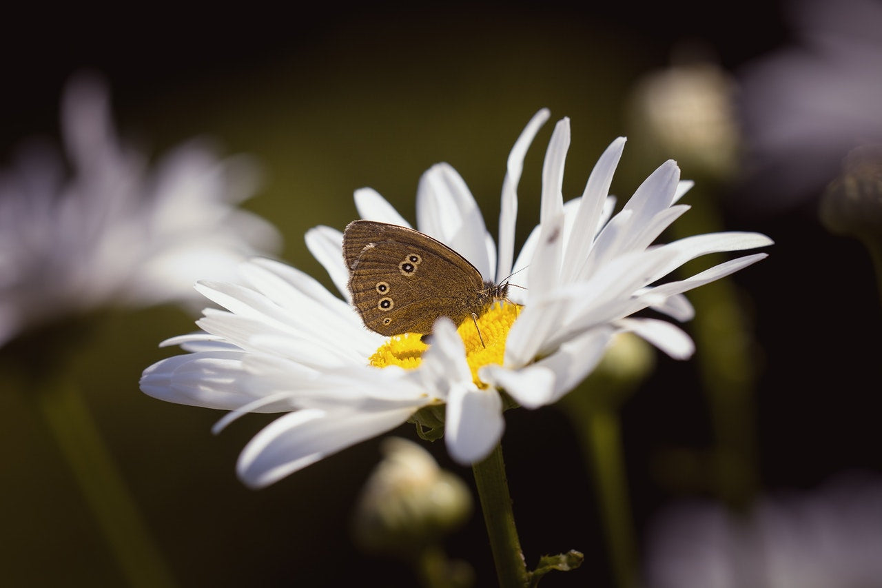Wildflower Seedball Grab Bag - Butterfly Mix