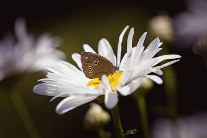 Wildflower Seedball Grab Bag - Butterfly Mix