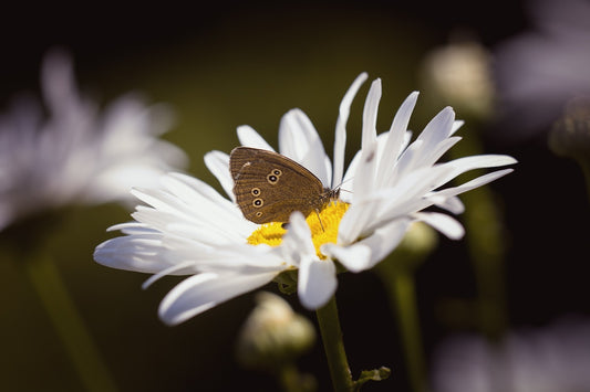 Wildflower Seedball Grab Bag - Butterfly Mix