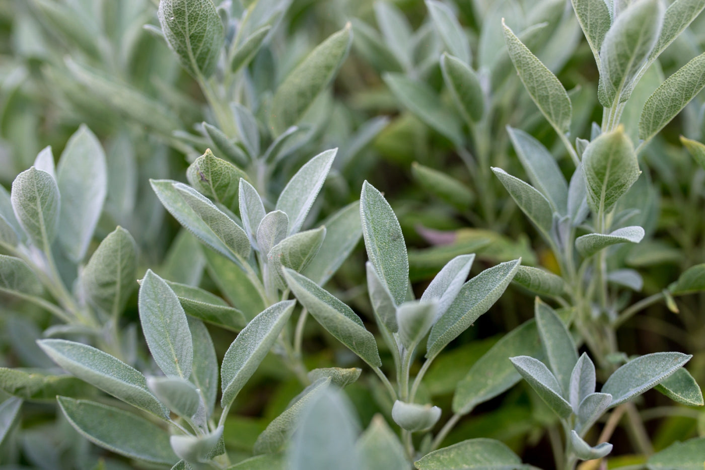 Garden Sage - Seed Packet