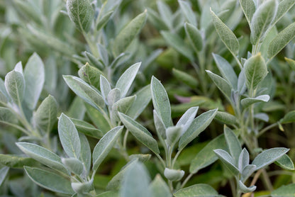 Garden Sage - Seed Packet