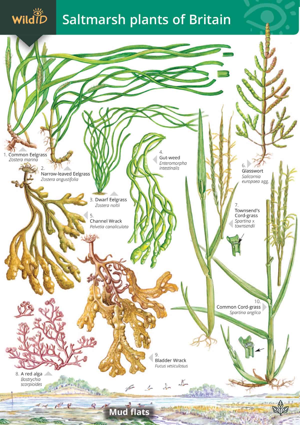 Saltmarsh Plants of Britain - Wild ID Guide