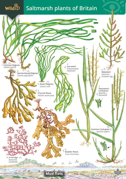 Saltmarsh Plants of Britain - Wild ID Guide