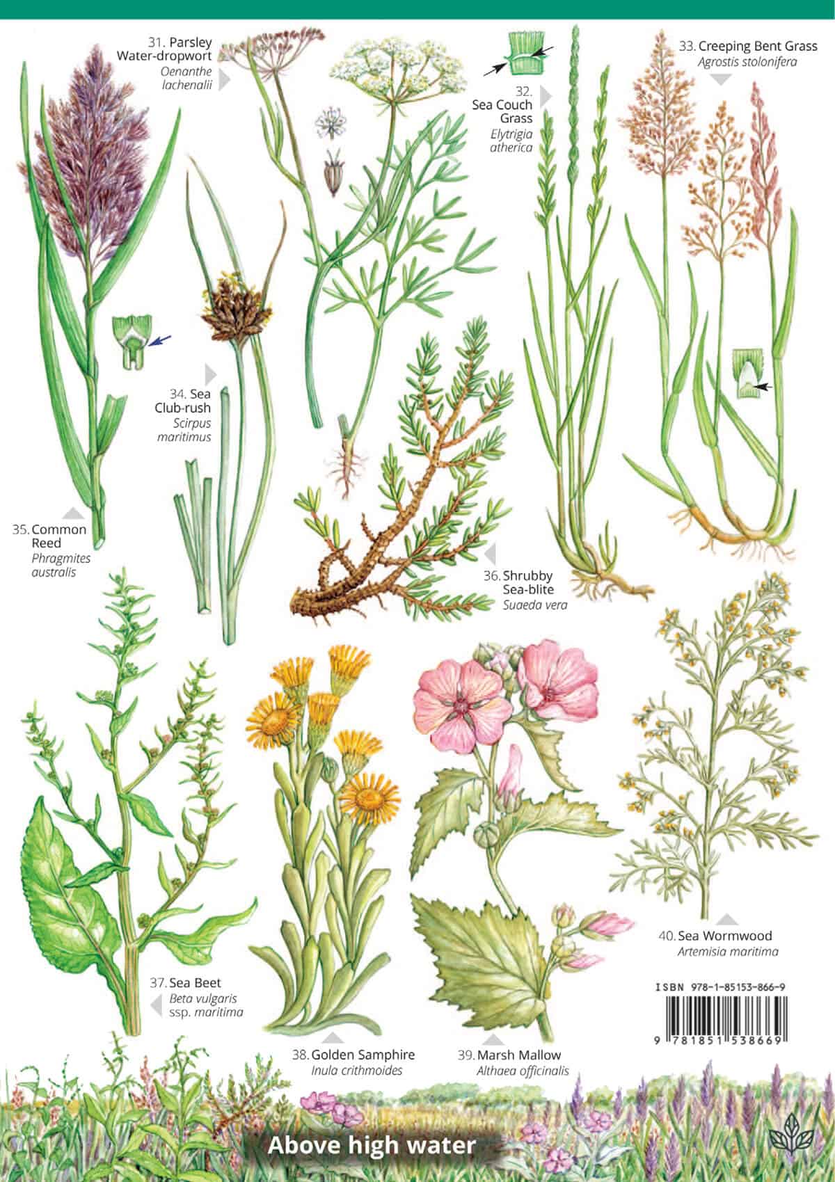 Saltmarsh Plants of Britain - Wild ID Guide