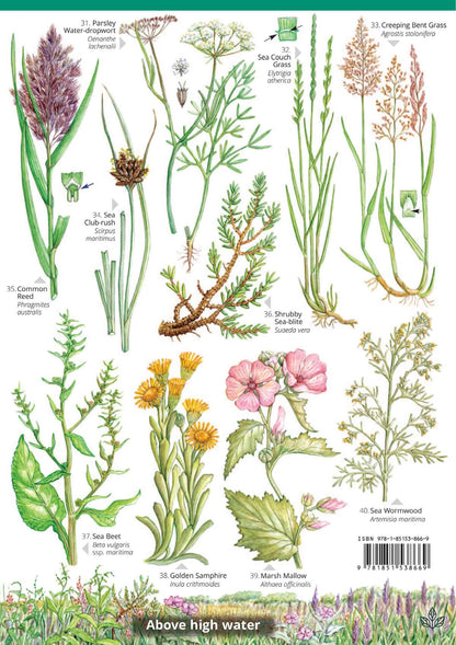 Saltmarsh Plants of Britain - Wild ID Guide