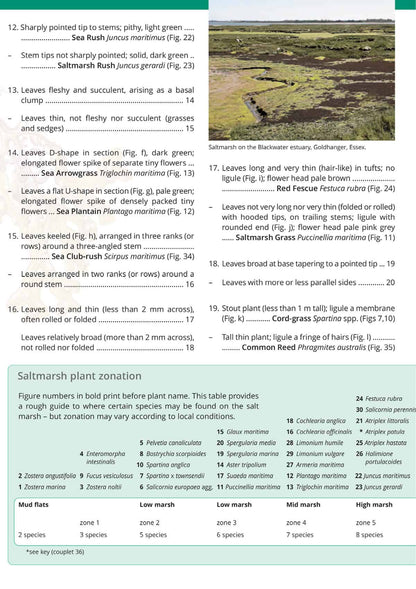 Saltmarsh Plants of Britain - Wild ID Guide