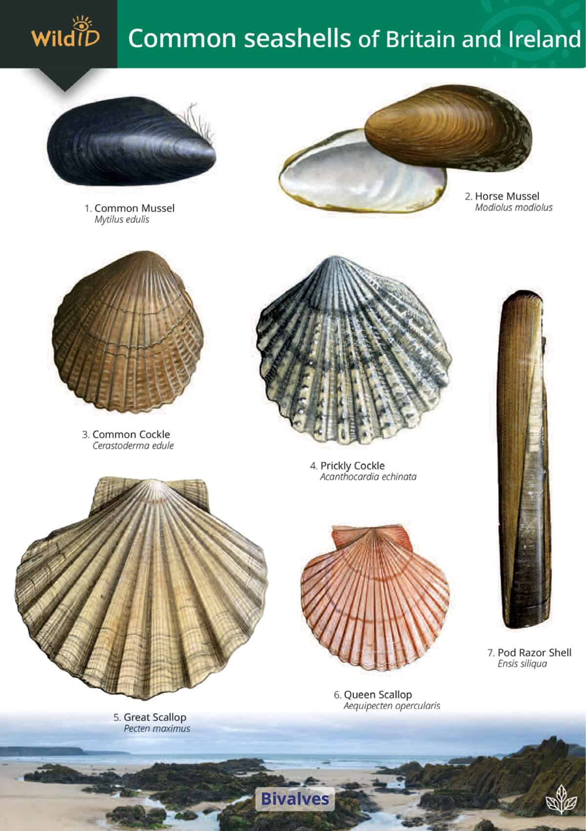 Common Seashells of Britain and Ireland - Wild ID Guide