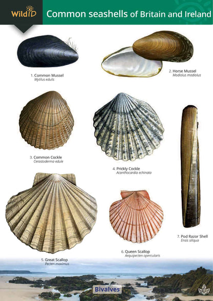 Common Seashells of Britain and Ireland - Wild ID Guide