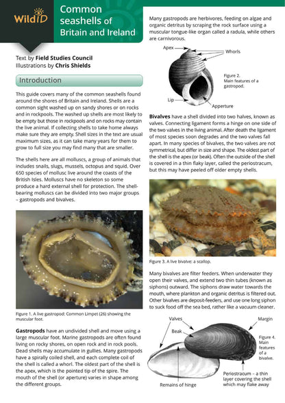 Common Seashells of Britain and Ireland - Wild ID Guide