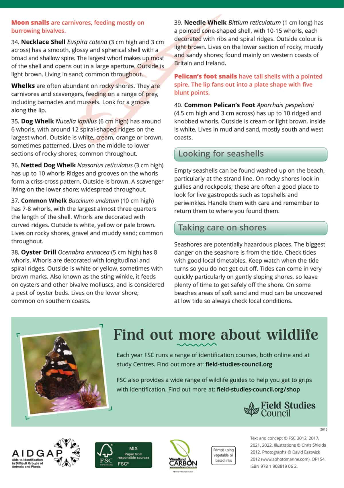 Common Seashells of Britain and Ireland - Wild ID Guide