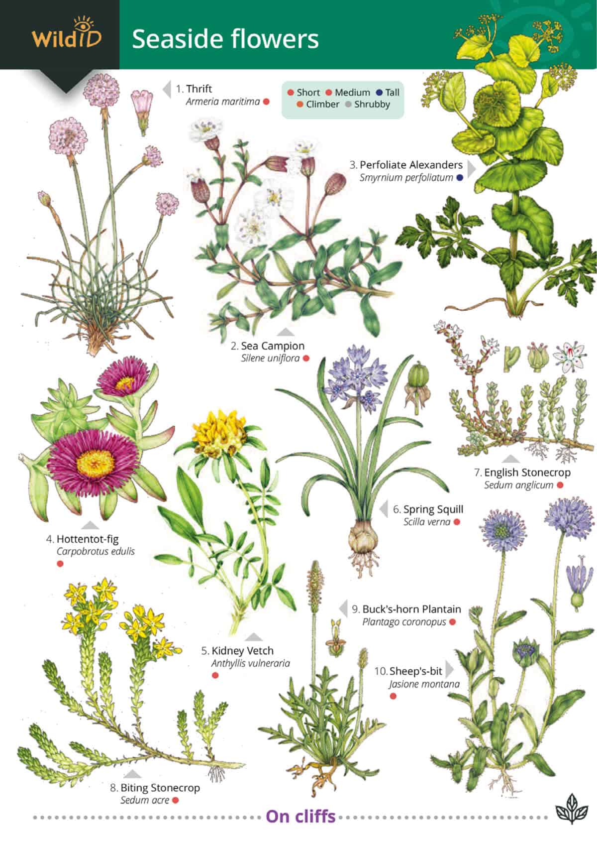 Seaside Flowers - Wild ID Guide