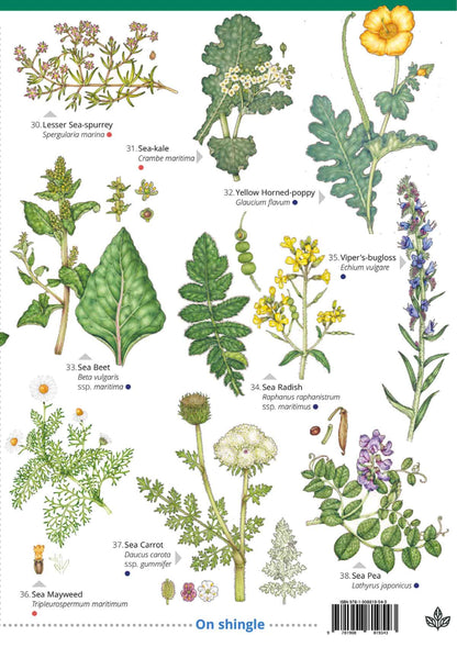 Seaside Flowers - Wild ID Guide