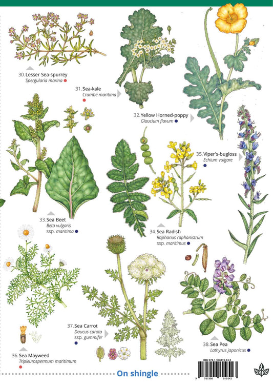 Seaside Flowers - Wild ID Guide