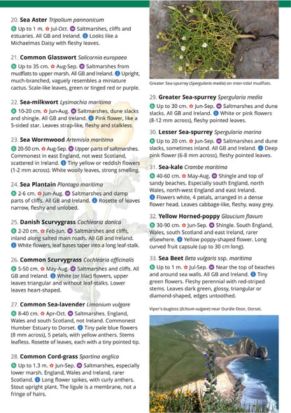 Seaside Flowers - Wild ID Guide