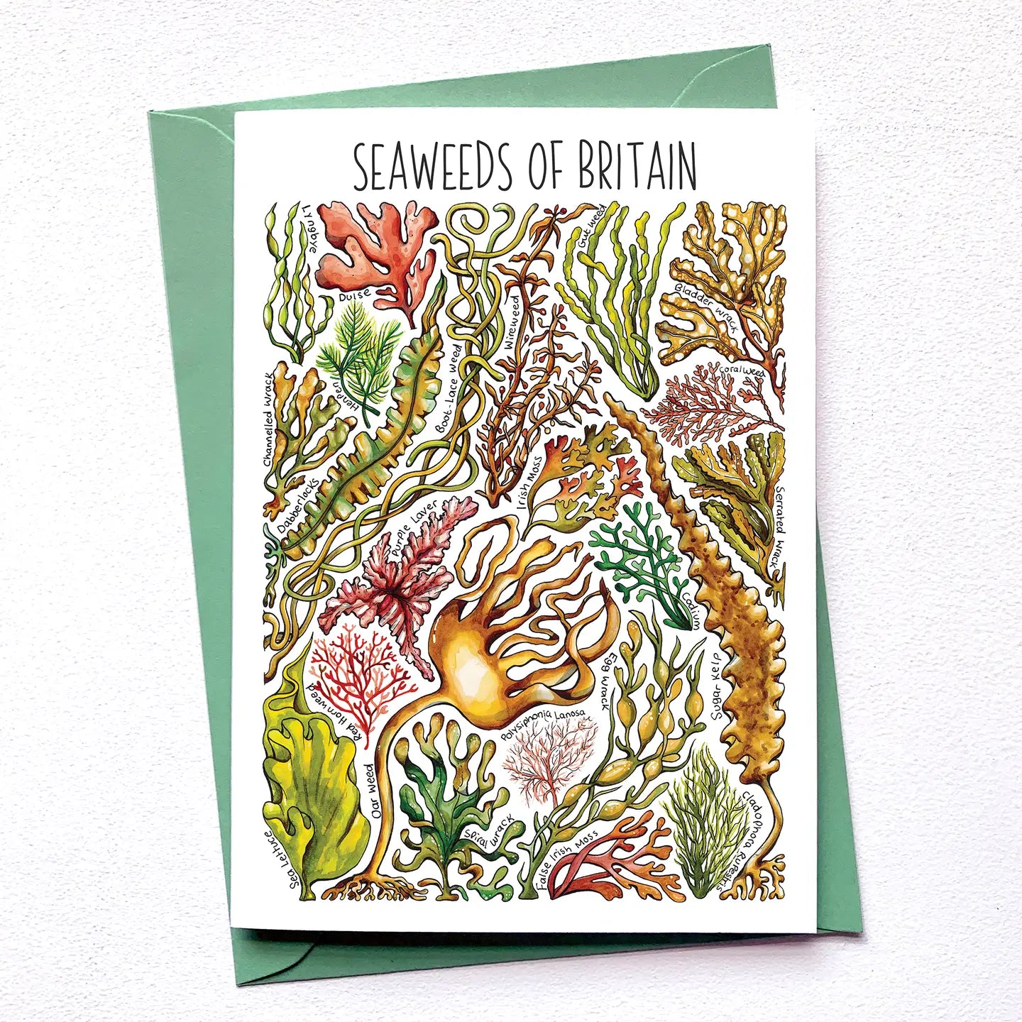 Seaweed of Britain - Greetings Card