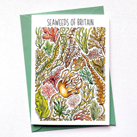 Seaweed of Britain - Greetings Card