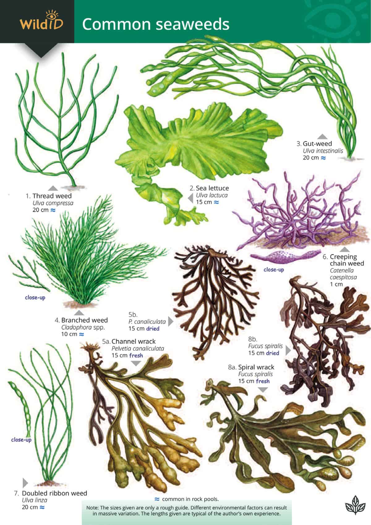 Common Seaweeds - Wild ID Guide