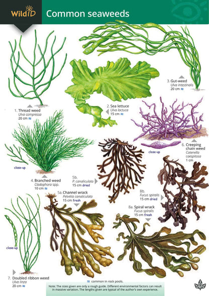 Common Seaweeds - Wild ID Guide
