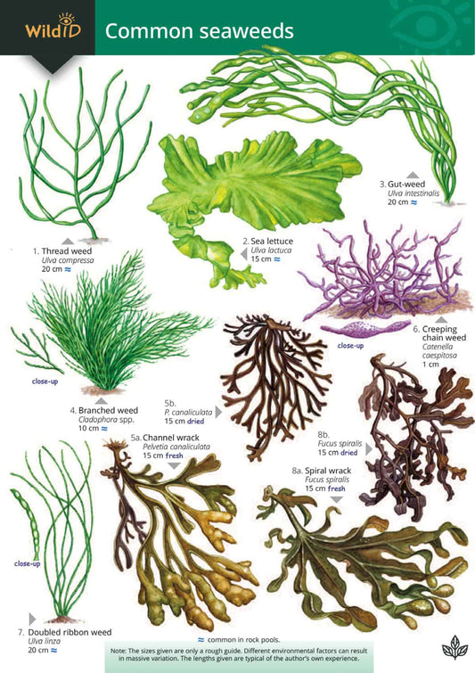 Common Seaweeds - Wild ID Guide