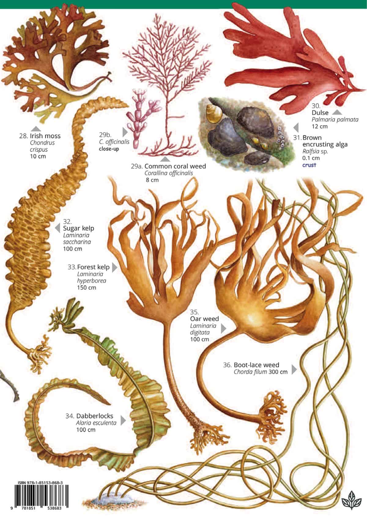 Common Seaweeds - Wild ID Guide
