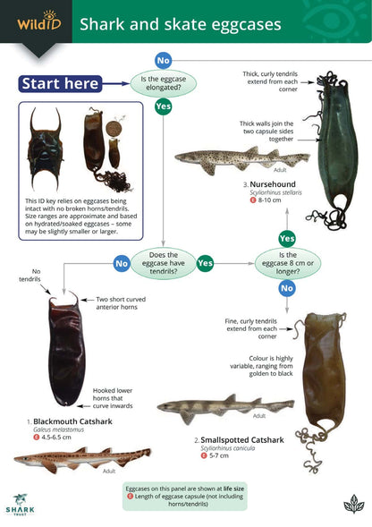 Shark and Skate Eggcases - Wild ID Guide