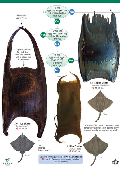 Shark and Skate Eggcases - Wild ID Guide
