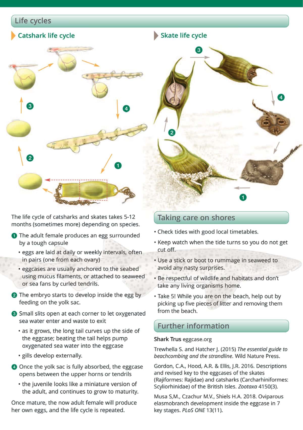 Shark and Skate Eggcases - Wild ID Guide