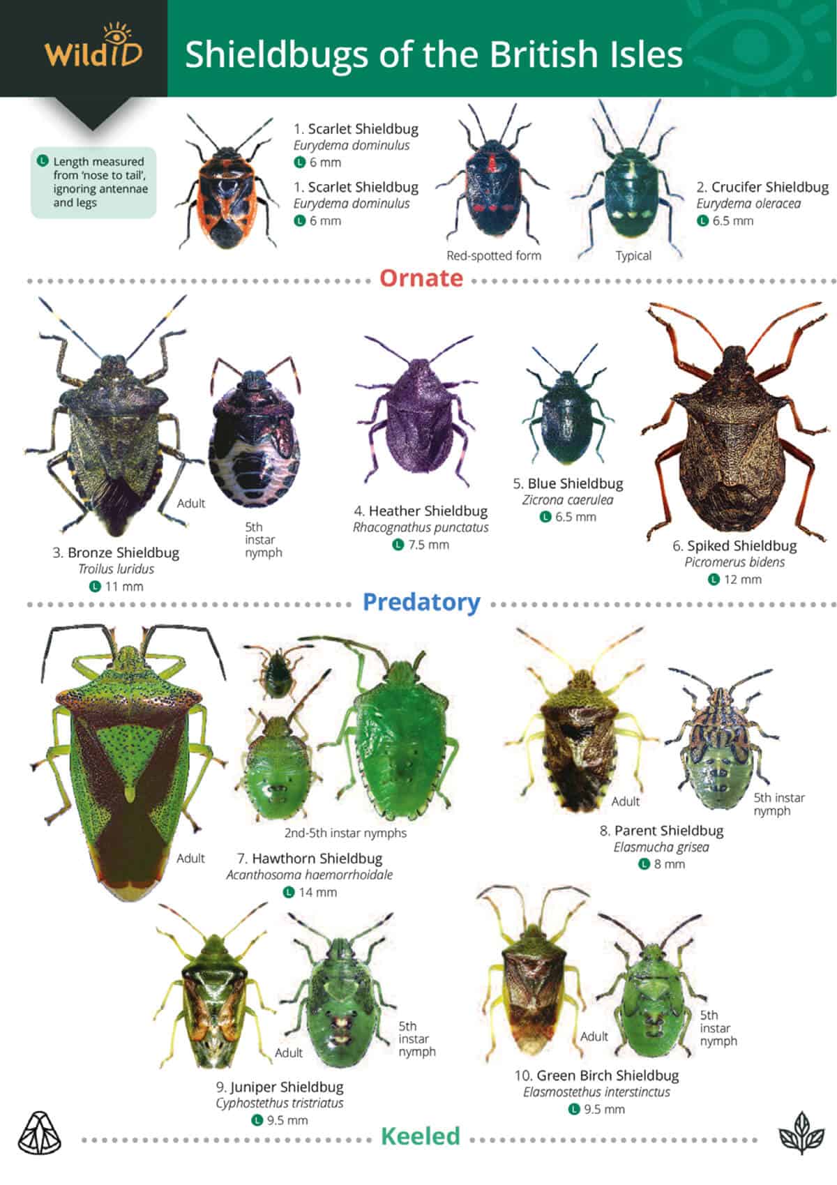 Shieldbugs of the British Isles - Wild ID Guide