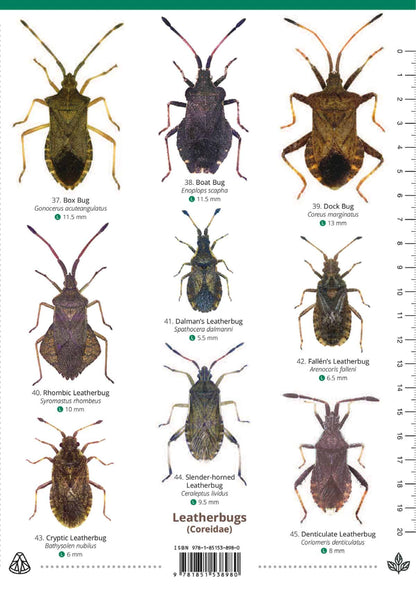 Shieldbugs of the British Isles - Wild ID Guide