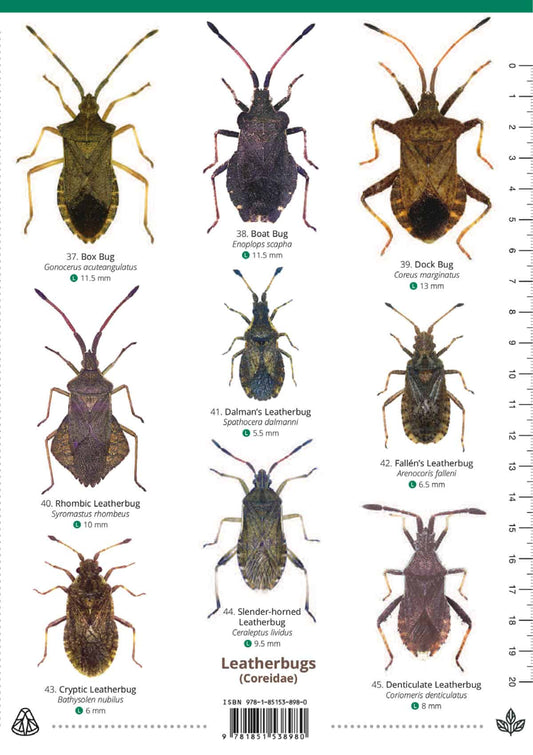 Shieldbugs of the British Isles - Wild ID Guide