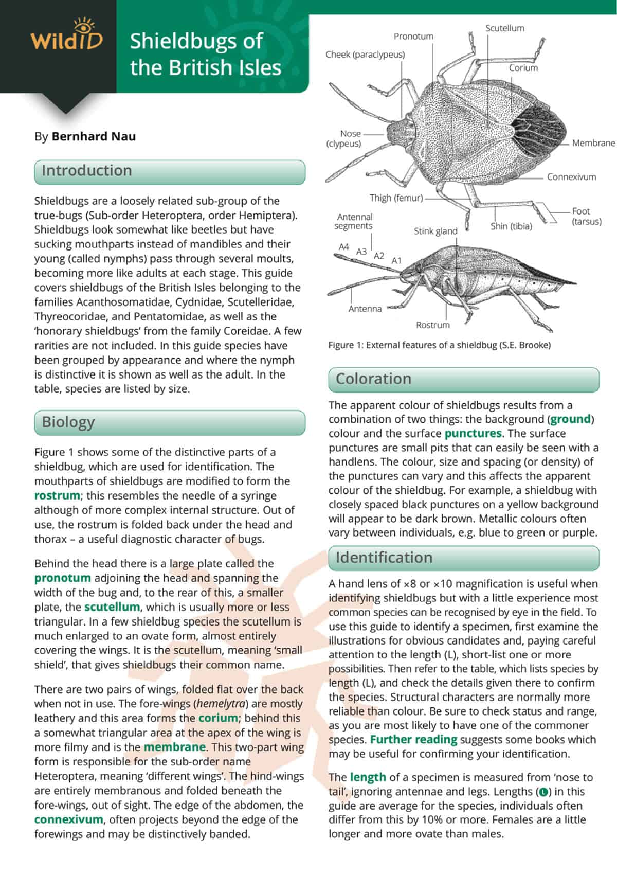 Shieldbugs of the British Isles - Wild ID Guide