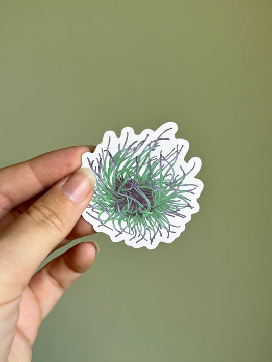Snakelocks Anemone - Vinyl Sticker