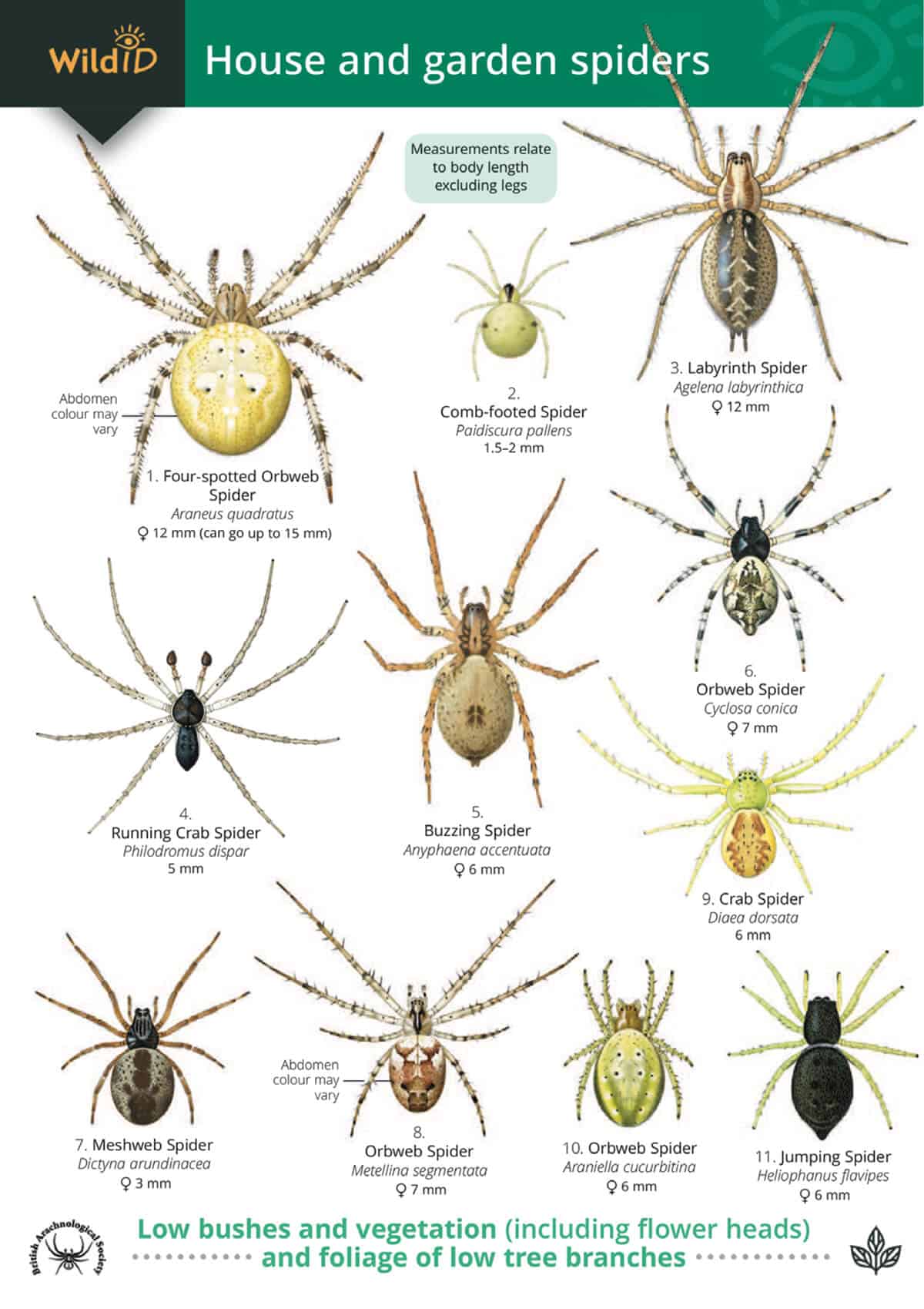 House and Garden Spiders - Wild ID Guide