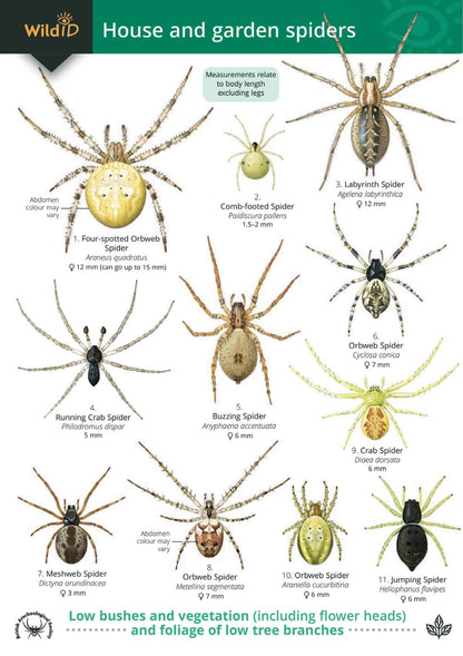 House and Garden Spiders - Wild ID Guide