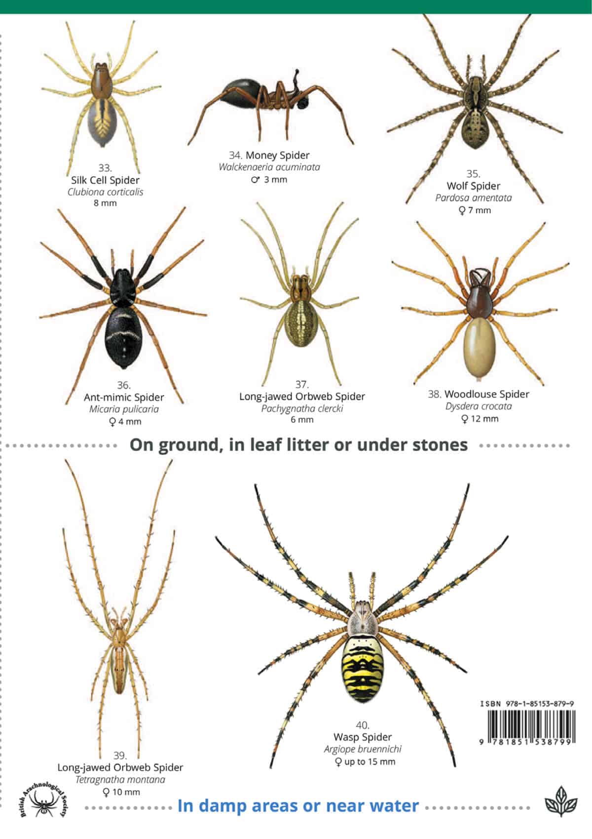 House and Garden Spiders - Wild ID Guide