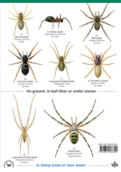 House and Garden Spiders - Wild ID Guide