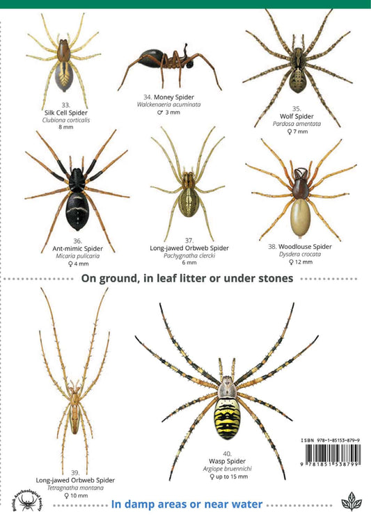 House and Garden Spiders - Wild ID Guide