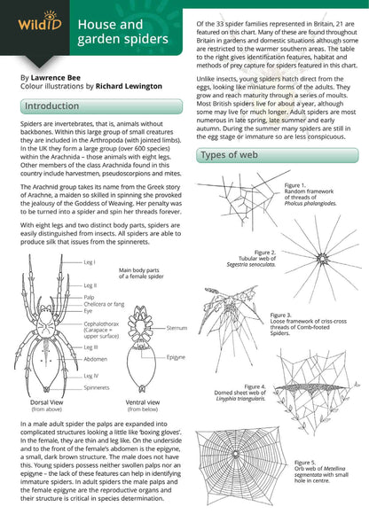 House and Garden Spiders - Wild ID Guide