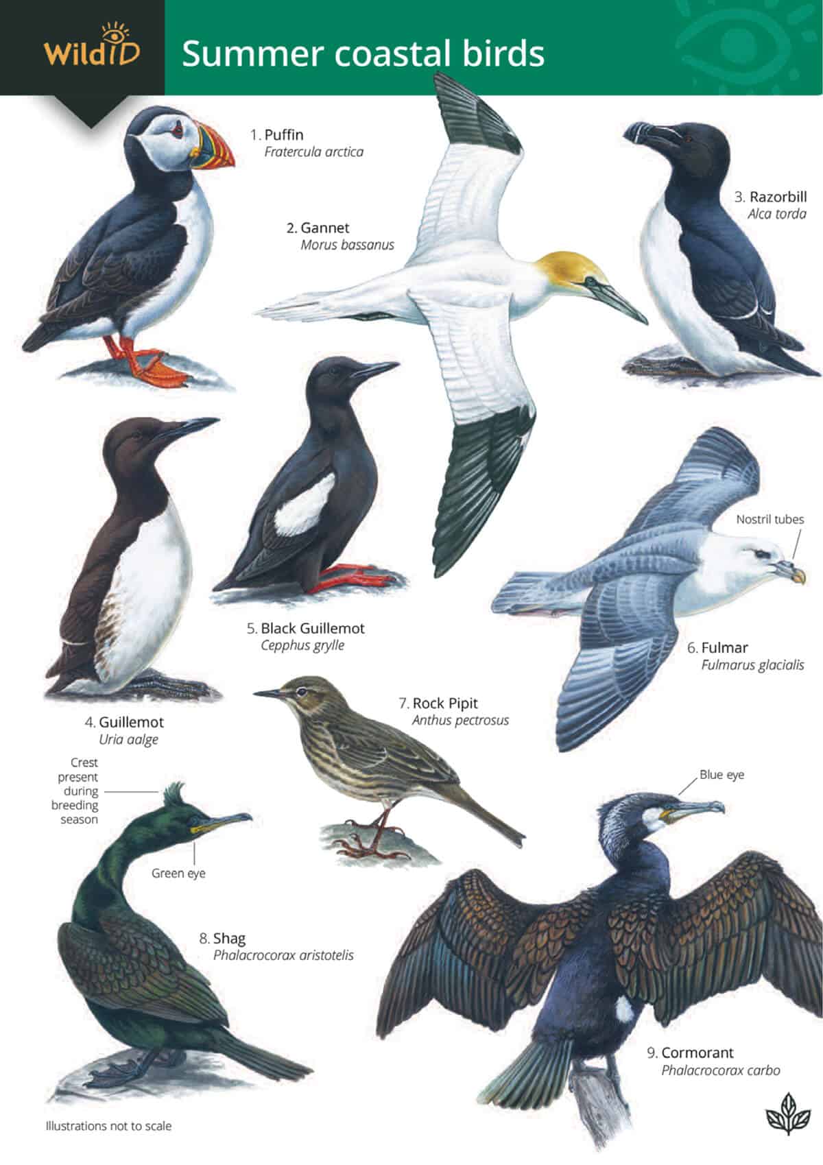 Summer Coastal Birds - Wild ID Guide