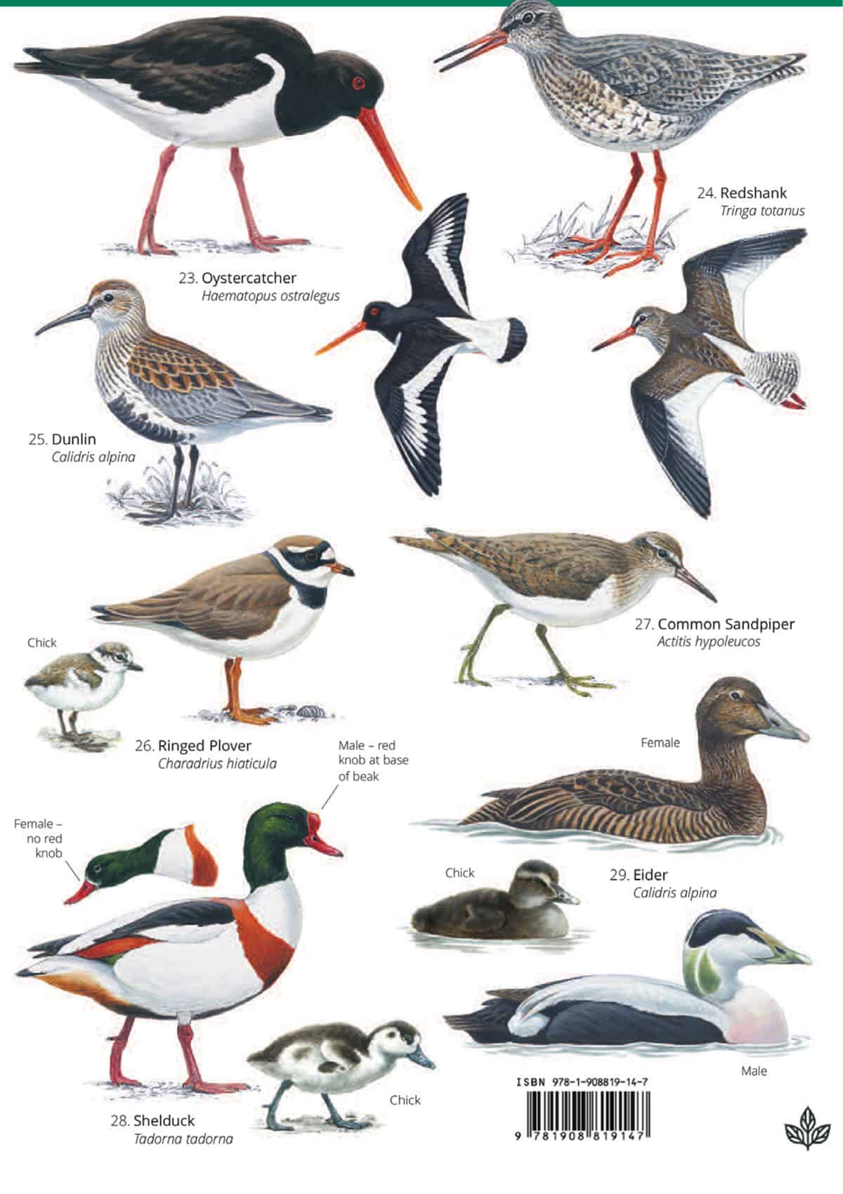 Summer Coastal Birds - Wild ID Guide