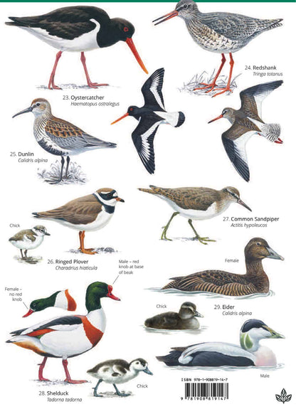 Summer Coastal Birds - Wild ID Guide