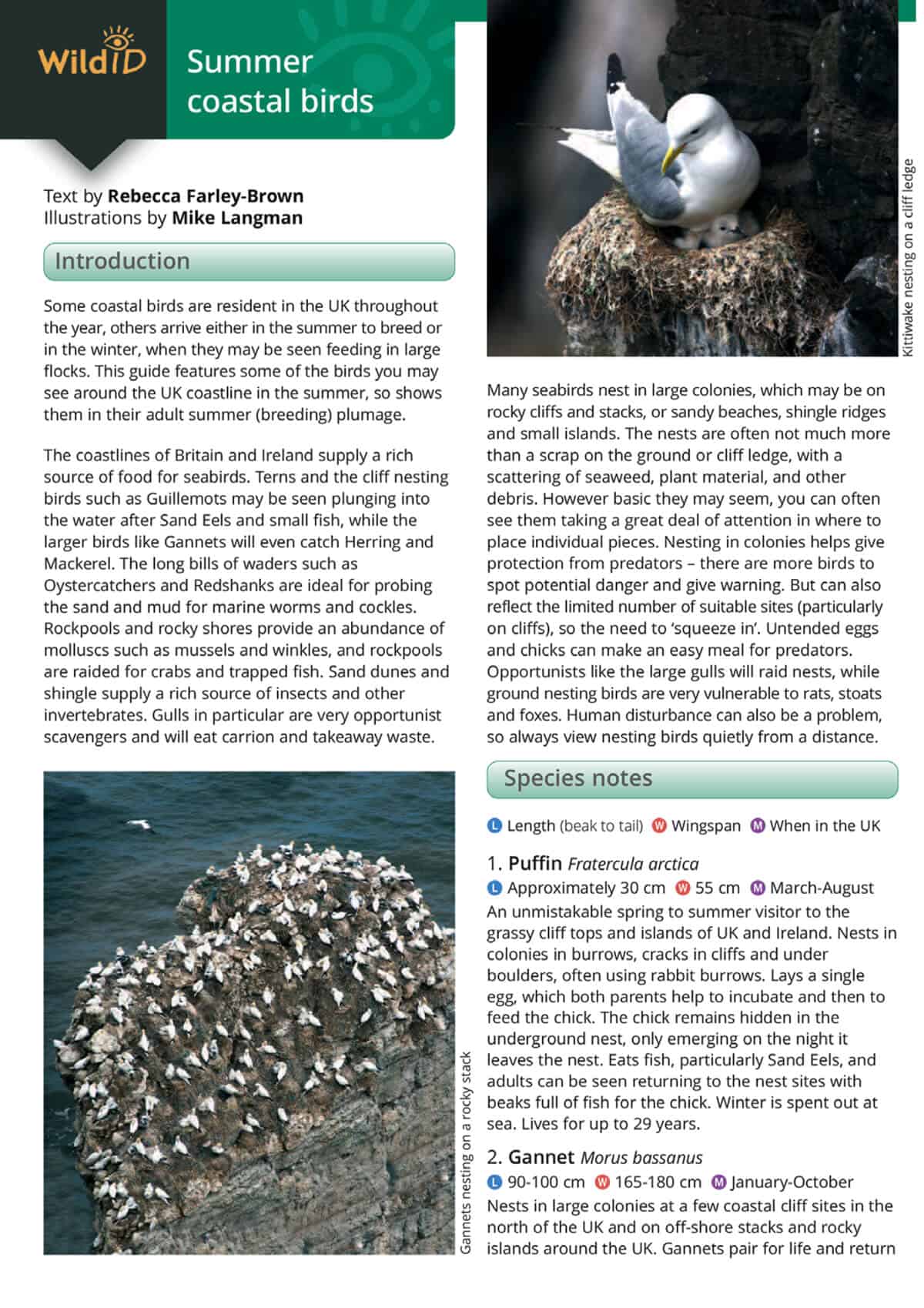 Summer Coastal Birds - Wild ID Guide