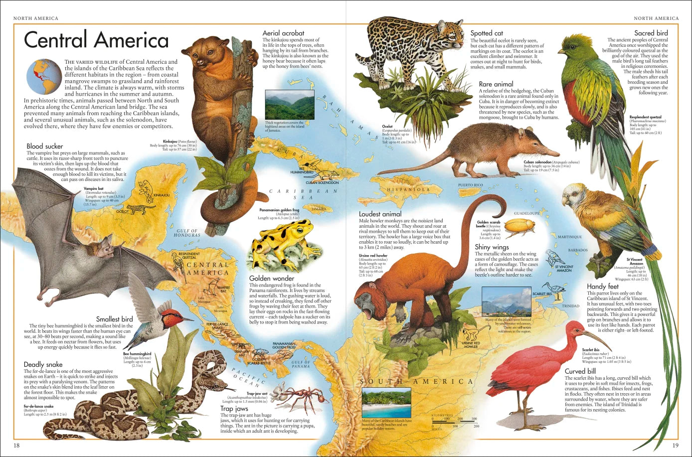 The Animal Atlas - By DK & Kenneth Lily