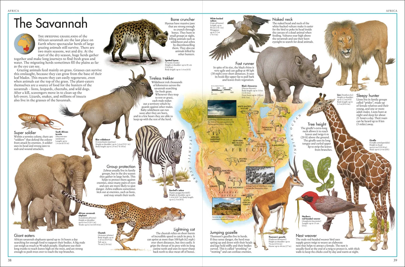 The Animal Atlas - By DK & Kenneth Lily